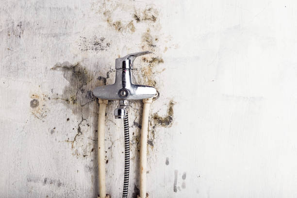 Best Basement Mold Remediation in Lorenz Park, NY
