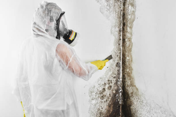 Best Mold Testing and Inspection Services in Lorenz Park, NY