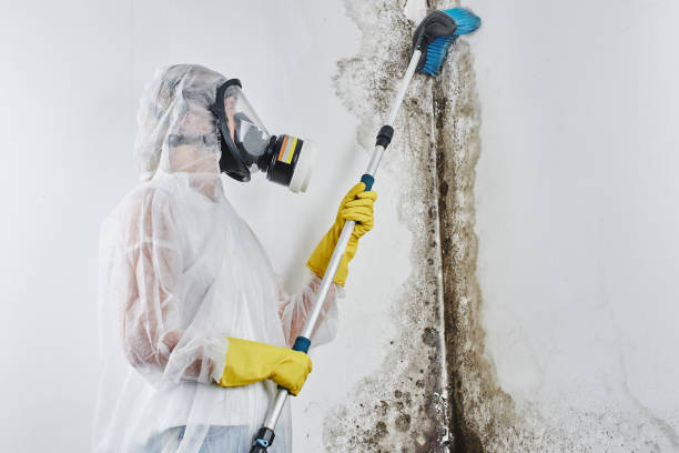 Best HVAC Mold Remediation in Lorenz Park, NY