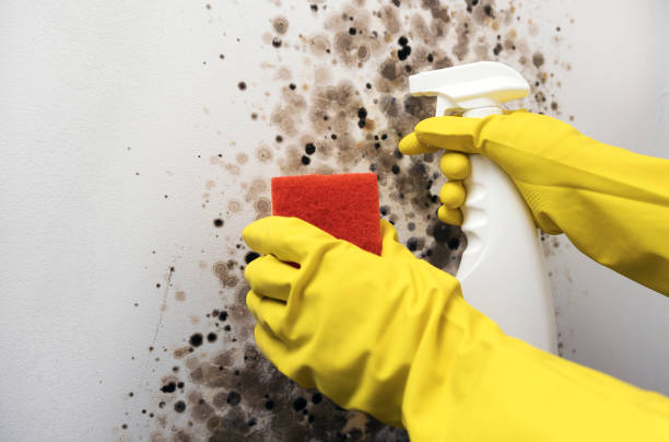 Best Attic Mold Remediation in Lorenz Park, NY