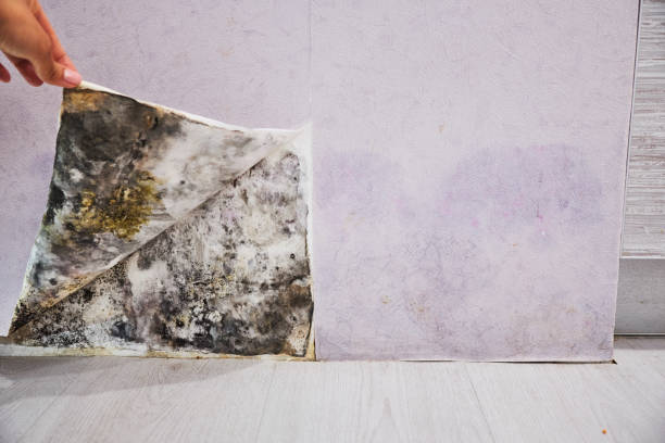 Best Kitchen Mold Remediation in Lorenz Park, NY